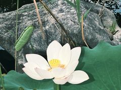 -巡塘古镇