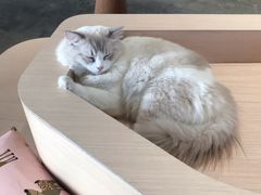 -瞄一喵猫咖(格力海岸店)