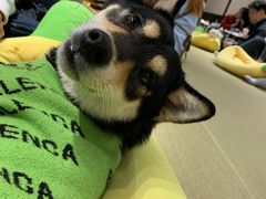 -逗柴咖啡屋·狗咖猫咖宠物桌游