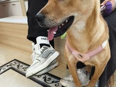-宠颐生汉谟拉比宠物医院