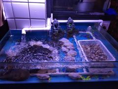 -路边摊小炉子烧烤