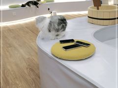 -COLOR PETS 撸猫馆·购猫·猫咖(长风大悦城店)