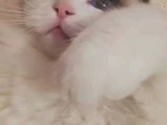 -喵zoo家庭繁育猫舍(尖东智能花园店)