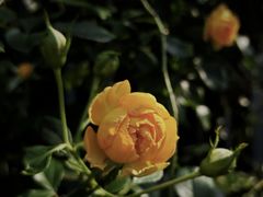 -杭州观成实验学校