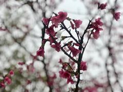 -天适樱花悠乐园