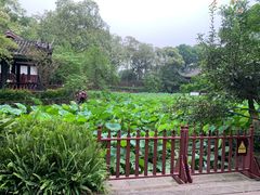 -桂湖森林公园