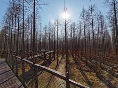 -黄海国家森林公园