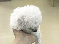 -格蕾宠物医院24H·猫科·肿瘤科·骨科中心(福州总院)