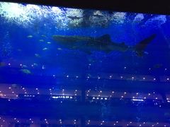 -成都浩海立方海洋公园