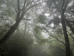 -天目山大树王景区