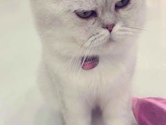 -糯米喵星人·撸猫猫舍咖啡馆(西市场嘉华店)