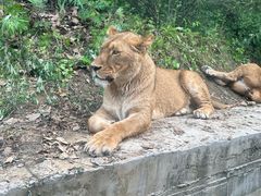 -栾川竹海野生动物园