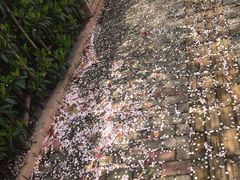 -高东镇樱花园