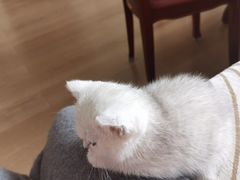 -欣宠猫屋·矮脚拿破仑·蓝金金渐层