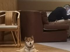 -柴务处·柴犬主题狗咖