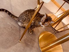 -飞行喵MR PILOT|猫舍·猫咖(静安大融城店)