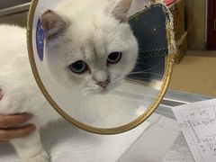 -瑞派·关忠动物医院·异宠专科·犬猫肿瘤·皮肤专科(望京店)