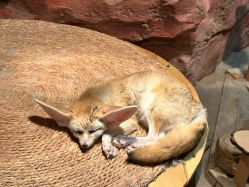 -Zoolung Zoolung动物主题公园(海信广场店)