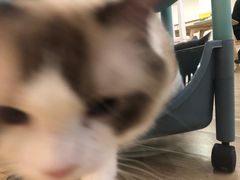 -李小姐の猫咖啡馆(五角场店)