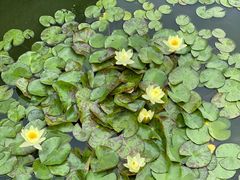 -莲花池公园