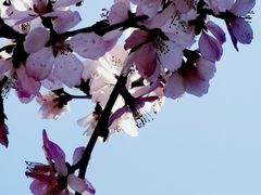 -桃花堤公园