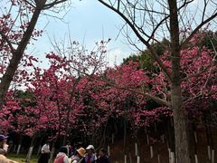 -洛龙公园