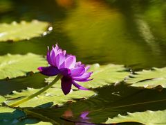 -国家植物园南园