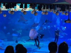 -烟台海昌鲸鲨海洋公园