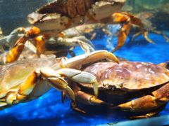 -盒马鲜生(顺义店)