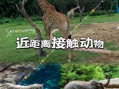 -广州长隆野生动物世界