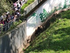 -中国大熊猫保护研究中心雅安碧峰峡基地