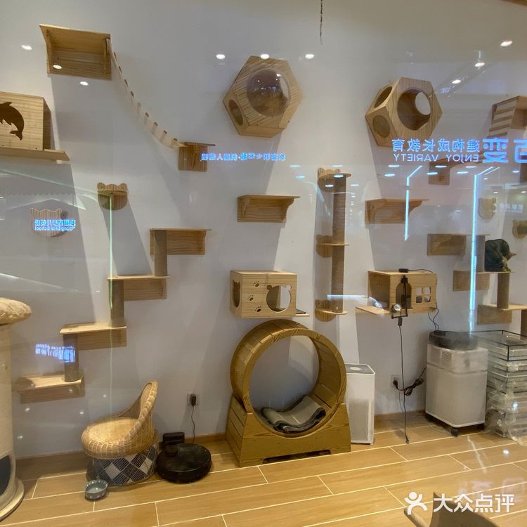 深圳探店｜一起撸猫🐱一起喵喵喵🐱