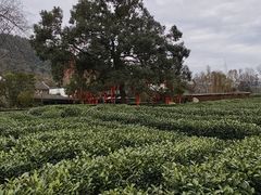 -中国茶叶博物馆(双峰馆区)