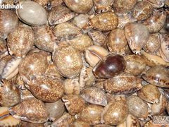 -亚龙湾中心广场·贝壳馆