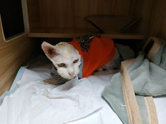 -瑞派雷欧宠物医院·24h夜诊·心脏骨科牙科·全科重症转诊中心(无影山店)
