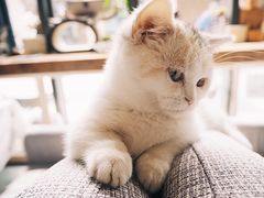 -吉丁鸟咖·异宠·寄养
