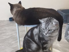 -猫力发电所·宠物专门店