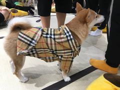 -逗柴咖啡屋·狗咖猫咖宠物桌游