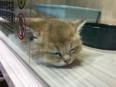 -屋虎猫馆(宝安大仟里店)