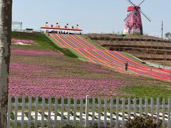 -莱阳濯村樱花园