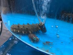 -京秀缘蒸汽海鲜农家菜大馅蒸饺
