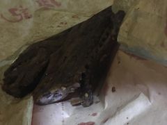 鹅翅-廖记棒棒鸡(江汉路店)
