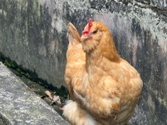 -满記土窑烧鷄波浪山莊