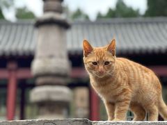 -四门塔风景区