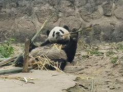-都江堰中华大熊猫苑
