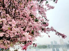 -莫愁湖公园