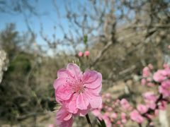 -桃花堤公园
