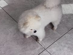 -瑞鹏瑞爱宠物医院·全科·猫科·血液透析中心(龙头寺店)