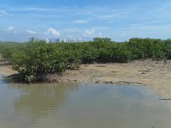 -红树林天天赶海