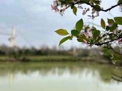 -武汉紫薇都市田园